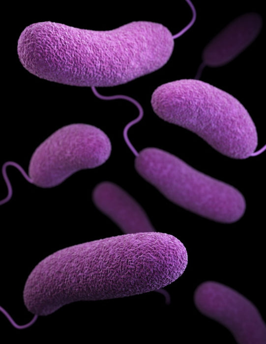 gut bacteria under a microscope