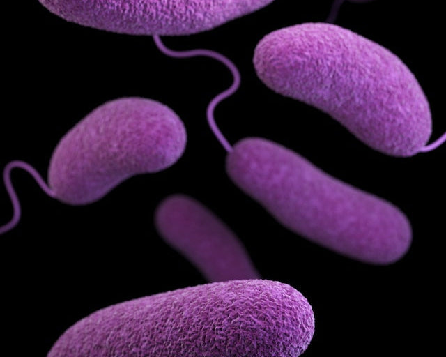 gut bacteria under a microscope