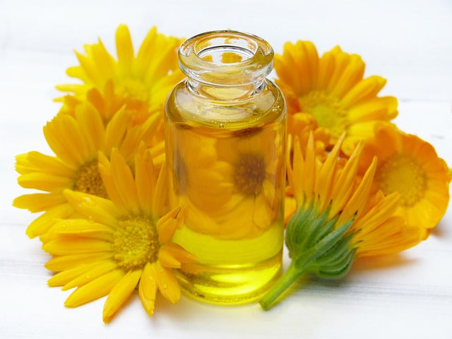 Calendula flower