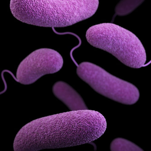 gut bacteria under a microscope