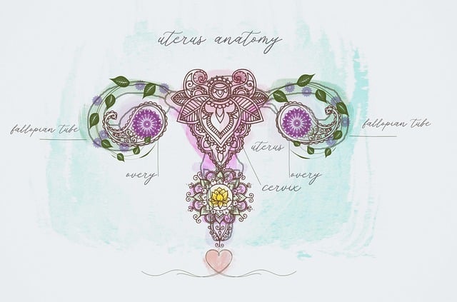 Illustration of the uterus anatomy