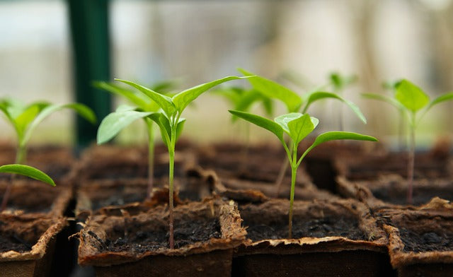 Small plants for growing your own vegetables