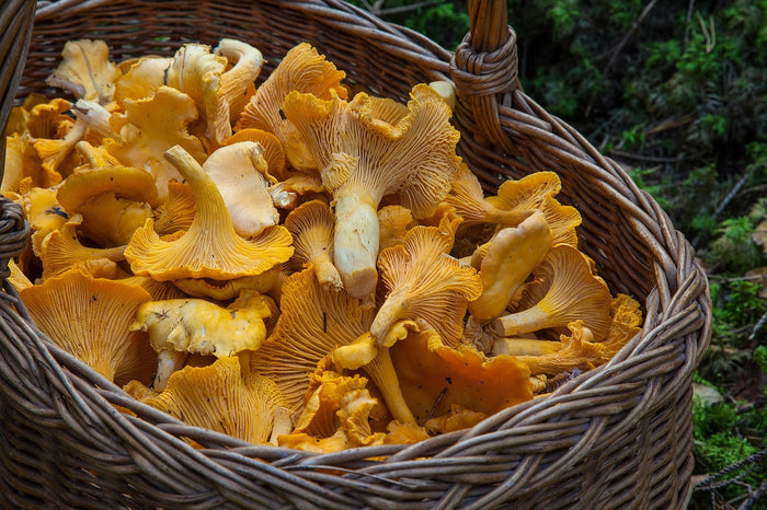 a basket of mushrooms