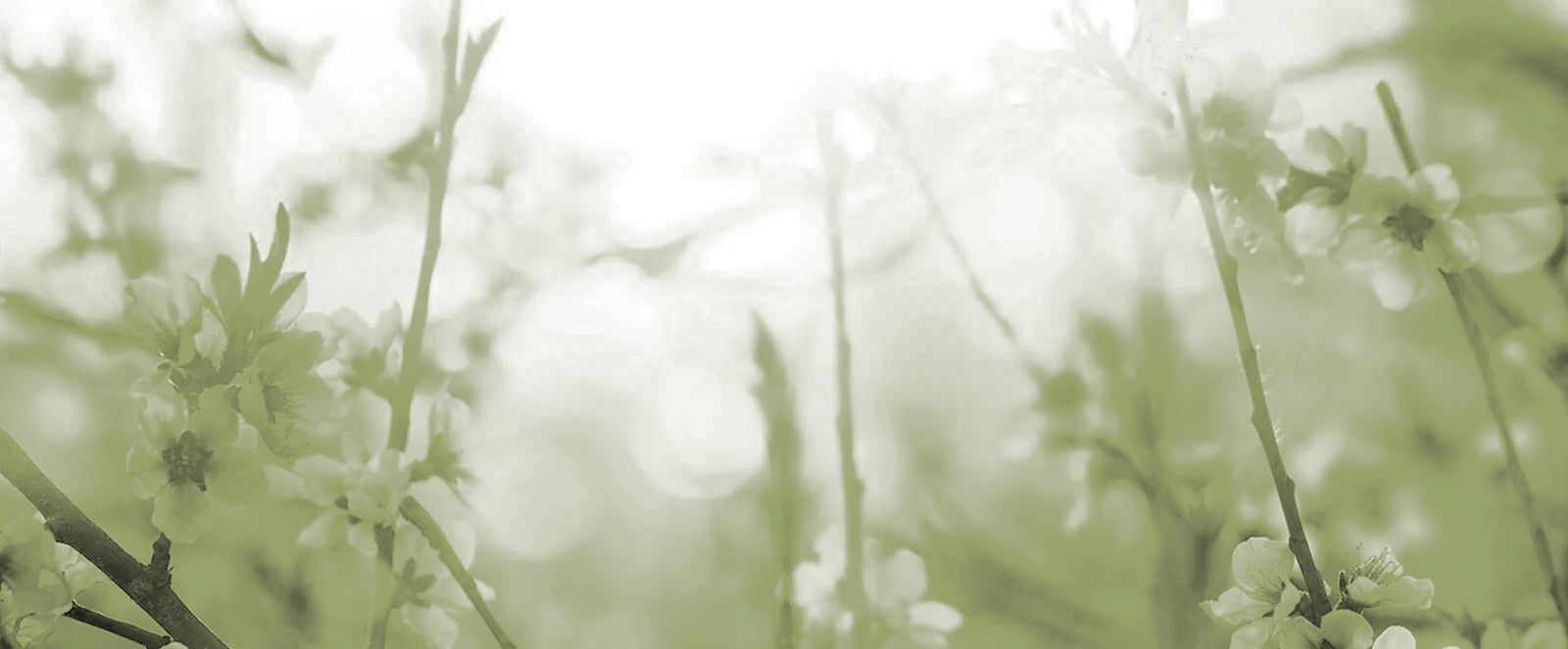 banner_copy_1.webp